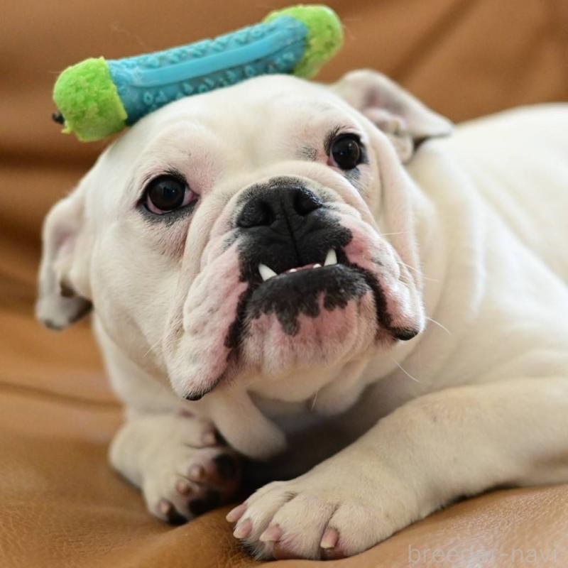 販売中の岡山県のブルドッグ-400315の5枚目