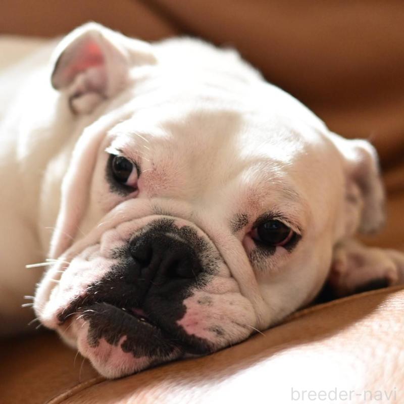 販売中の岡山県のブルドッグ-400315の4枚目