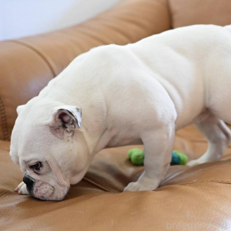 販売中の岡山県のブルドッグ-400315の3枚目