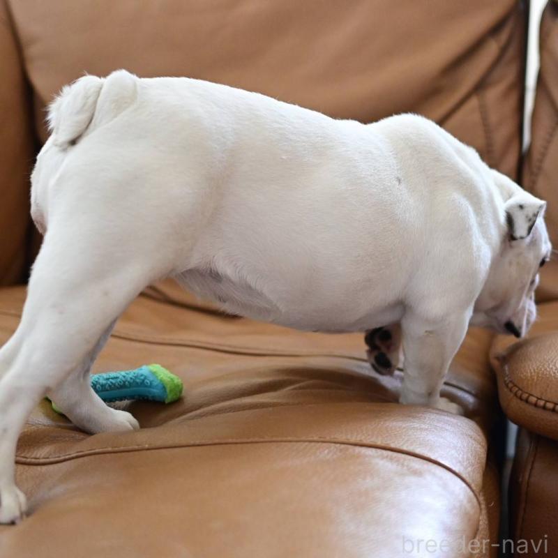 販売中の岡山県のブルドッグ-400315の2枚目