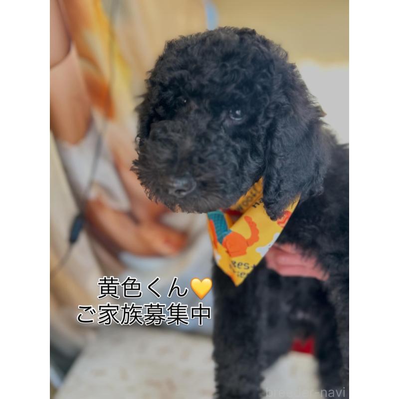 販売中の香川県のスタンダードプードル-428358の8枚目