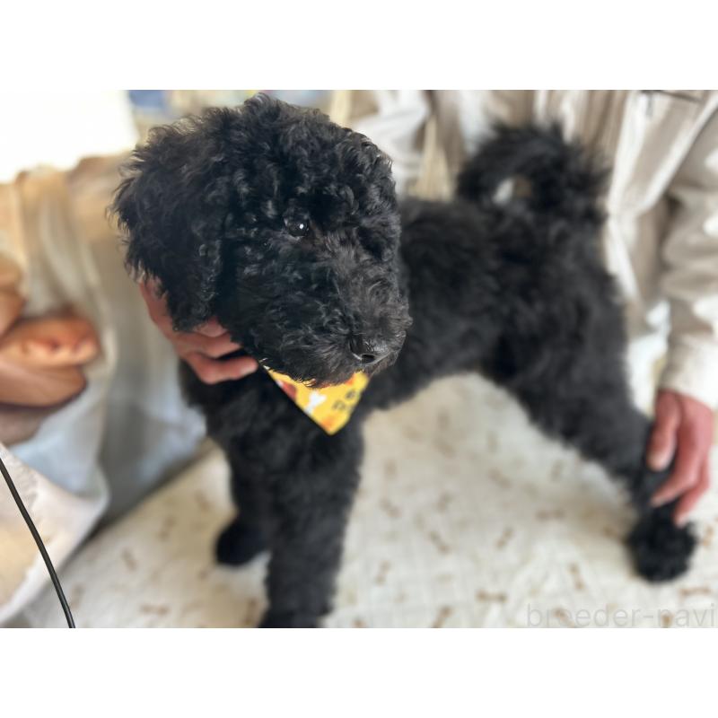 販売中の香川県のスタンダードプードル-428358の6枚目