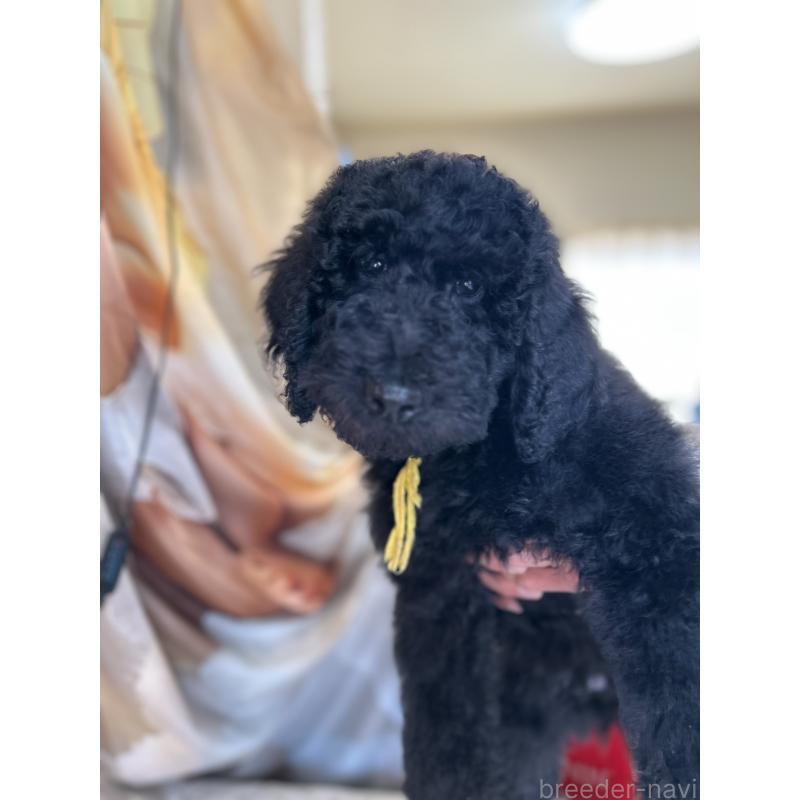 販売中の香川県のスタンダードプードル-428358の5枚目