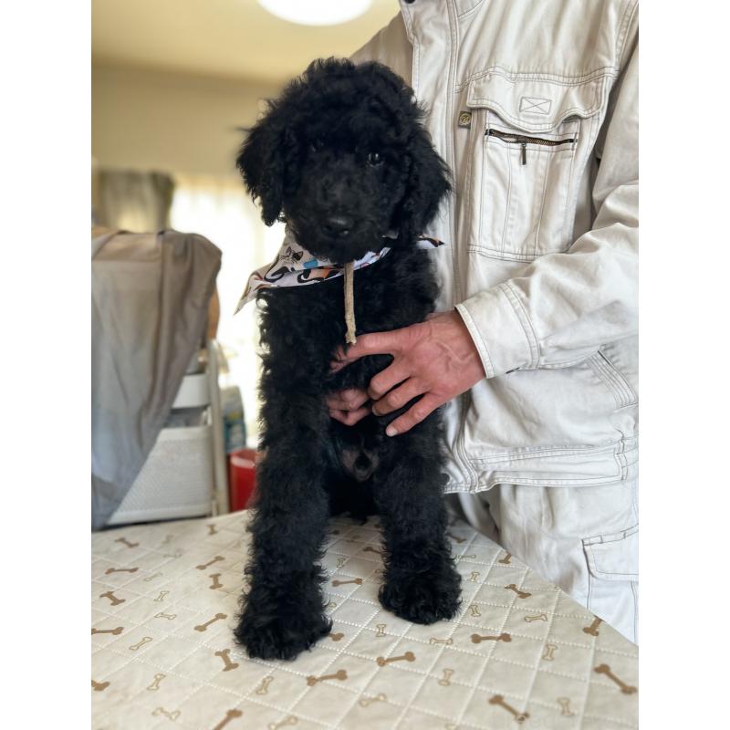 販売中の香川県のスタンダードプードル-428327の6枚目