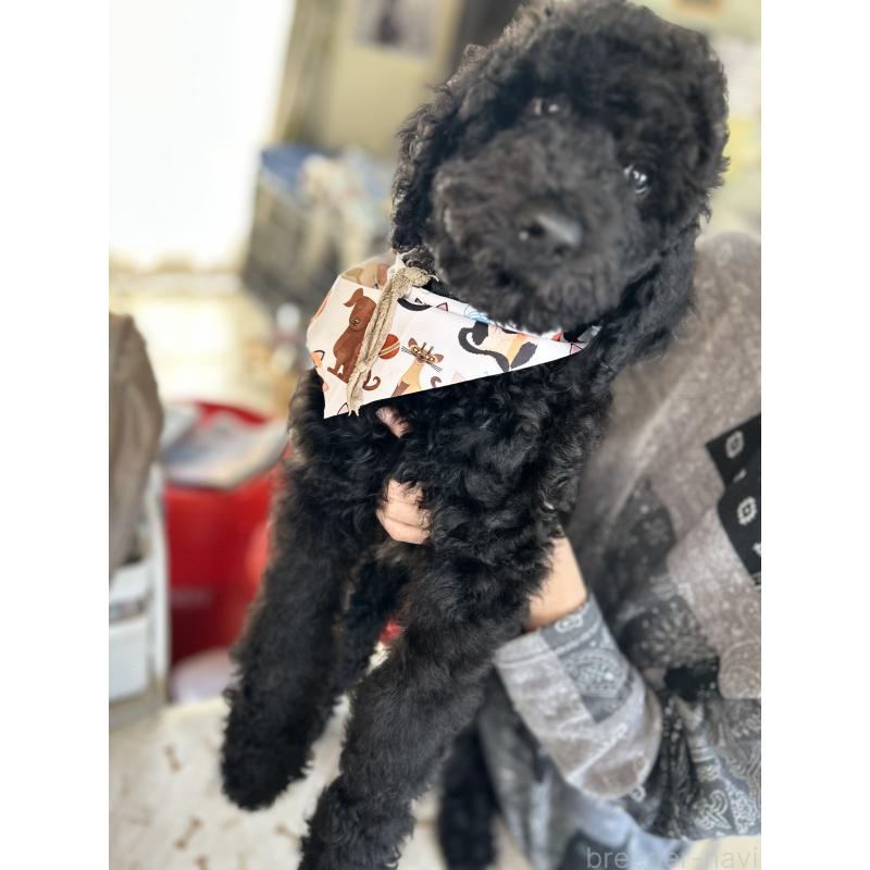 販売中の香川県のスタンダードプードル-428327の5枚目