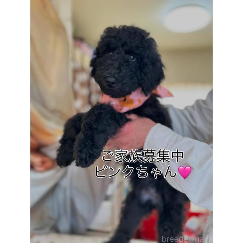 販売中の香川県のスタンダードプードル-428457の5枚目