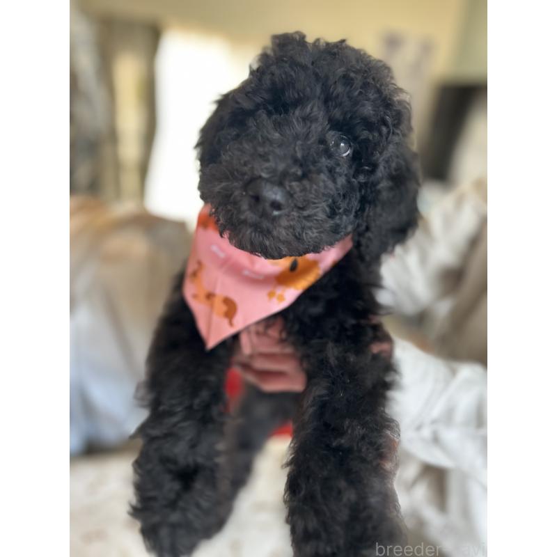 販売中の香川県のスタンダードプードル-428457の4枚目