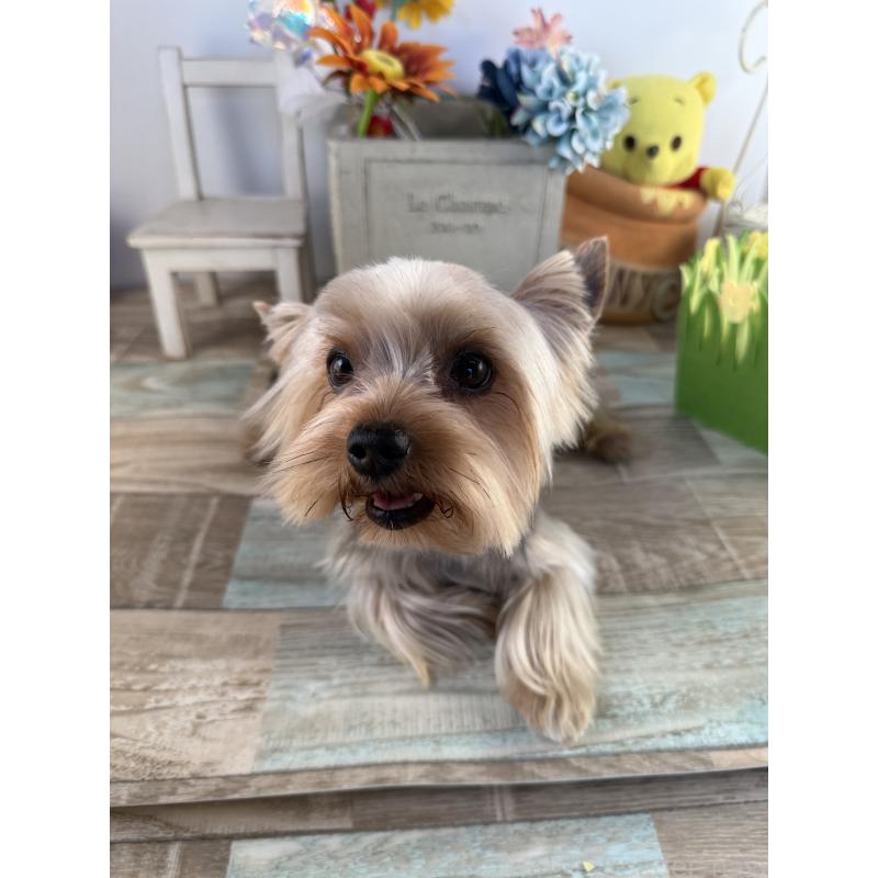 マシューくん1枚目