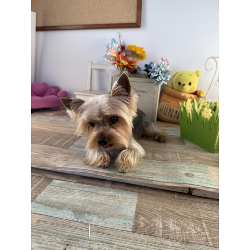 マシューくん1枚目