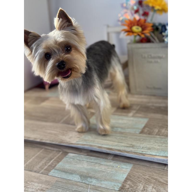 マシューくん1枚目