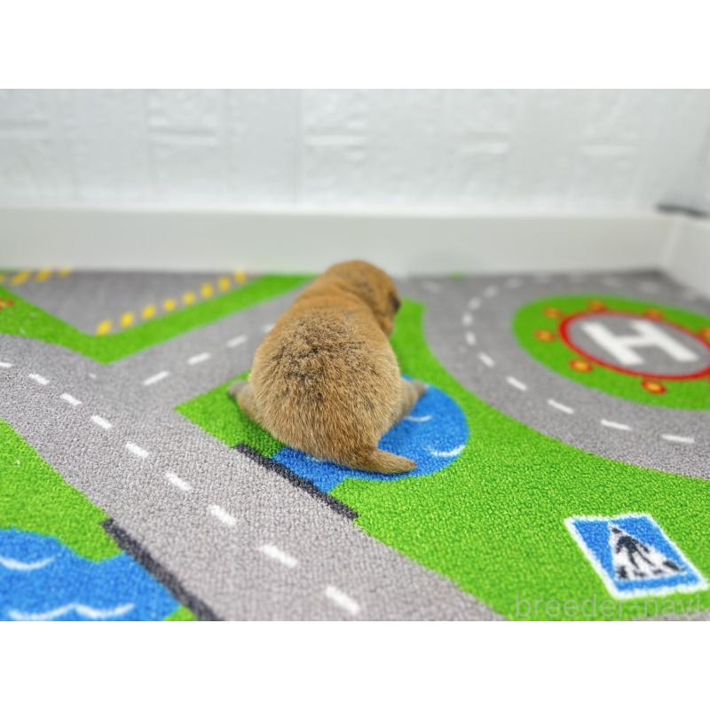 販売中の愛知県の豆柴-443990の6枚目