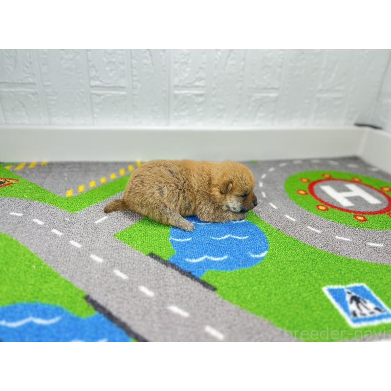 販売中の愛知県の豆柴-443990の5枚目