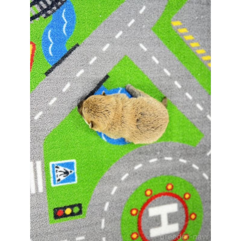 販売中の愛知県の豆柴-443990の4枚目