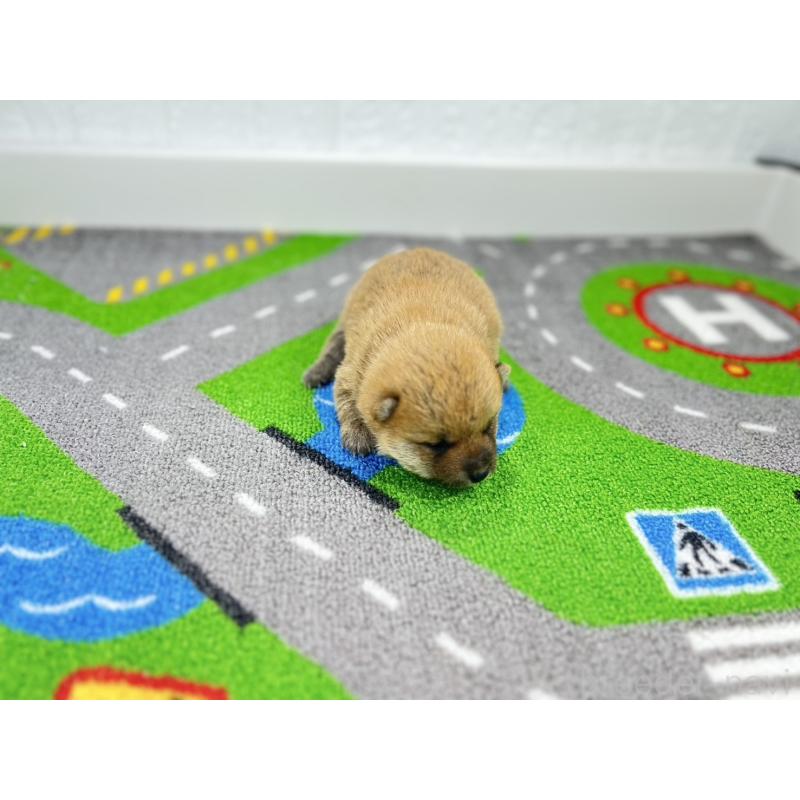 販売中の愛知県の豆柴-443990の2枚目