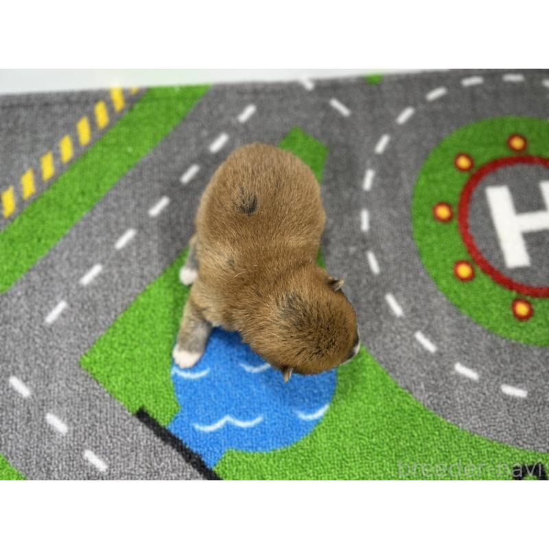 販売中の愛知県の豆柴-443991の5枚目