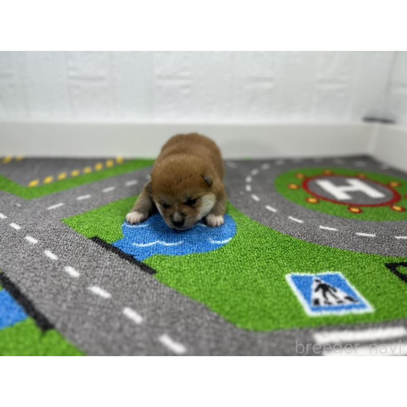 販売中の愛知県の豆柴-443991の4枚目