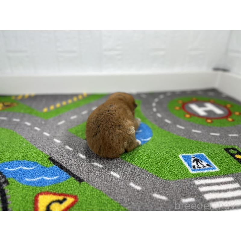 販売中の愛知県の豆柴-443991の3枚目