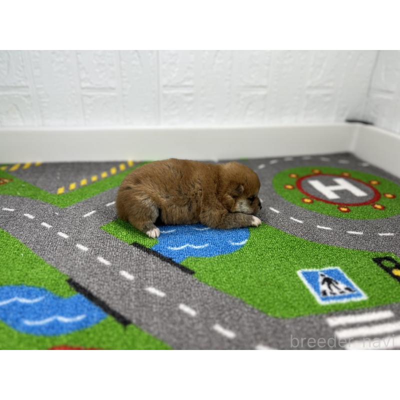 販売中の愛知県の豆柴-443991の2枚目