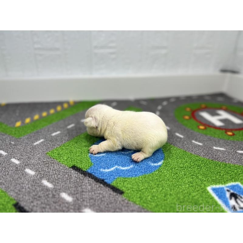 販売中の愛知県のフレンチブルドッグ-443992の6枚目