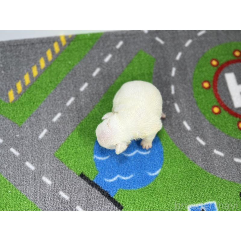 販売中の愛知県のフレンチブルドッグ-443992の5枚目