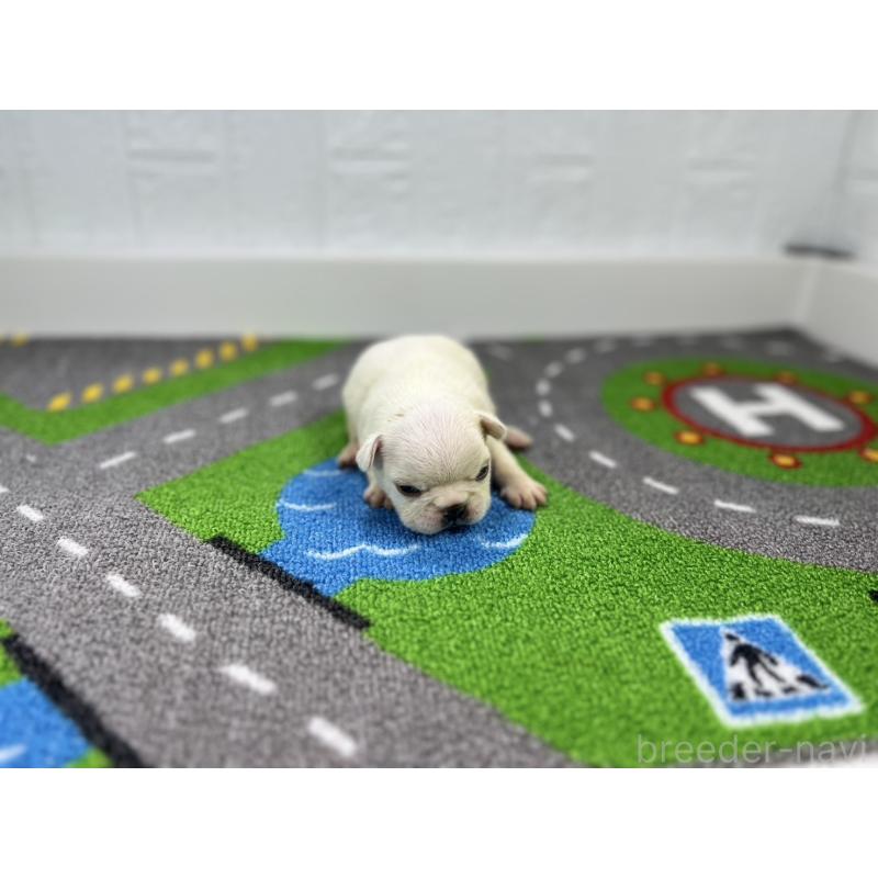 販売中の愛知県のフレンチブルドッグ-443992の4枚目