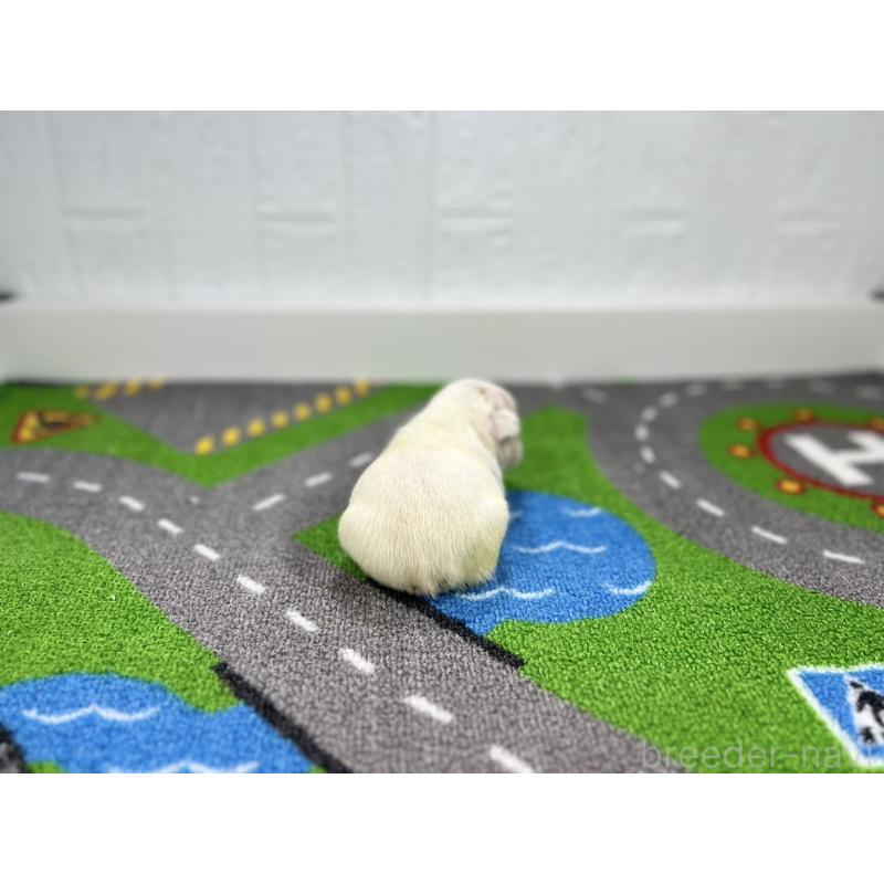 販売中の愛知県のフレンチブルドッグ-443992の3枚目