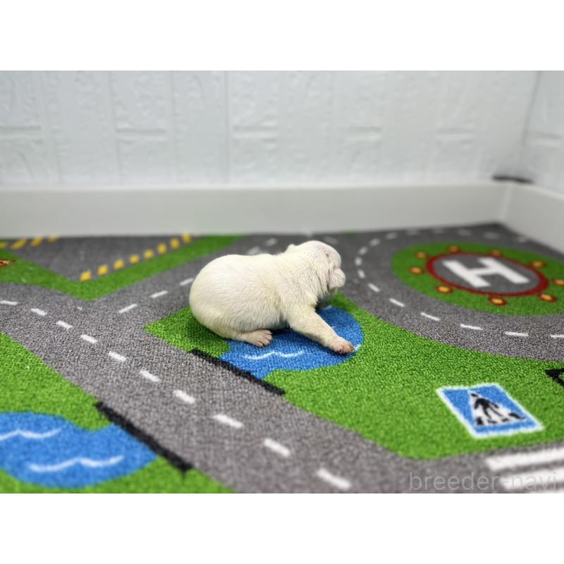 販売中の愛知県のフレンチブルドッグ-443992の2枚目