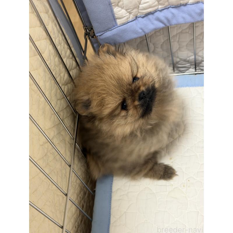 販売中の北海道のポメラニアン-443994の6枚目