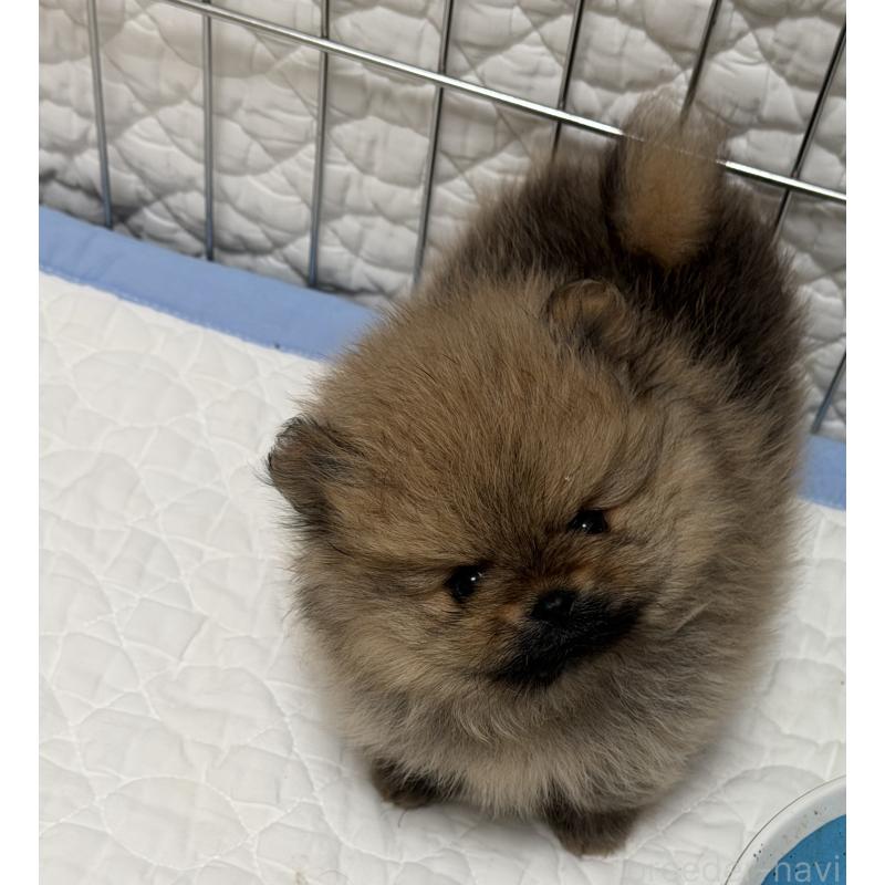 販売中の北海道のポメラニアン-443994の5枚目