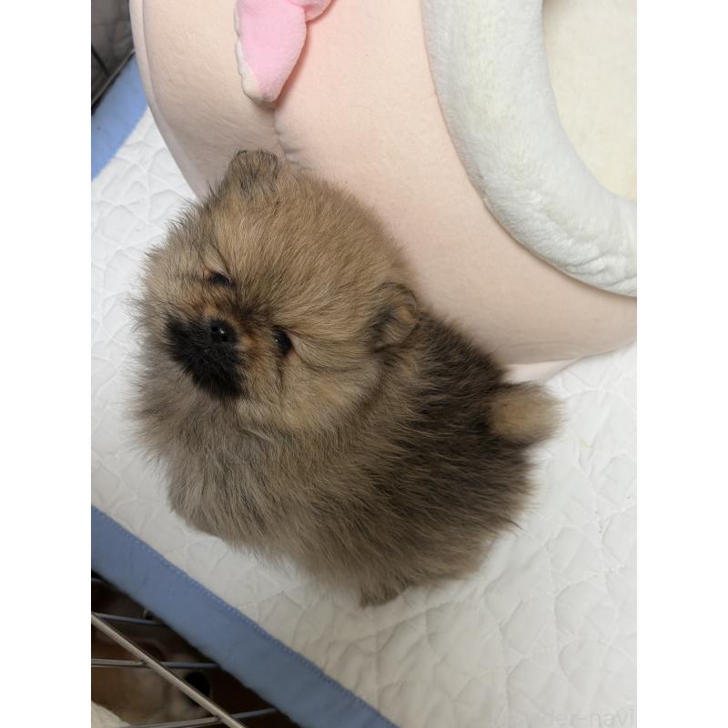 販売中の北海道のポメラニアン-443994の4枚目