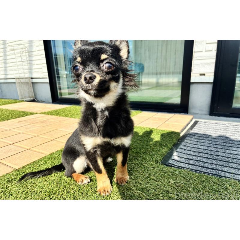 販売中の京都府のチワワ(ロングコート)-416532の6枚目