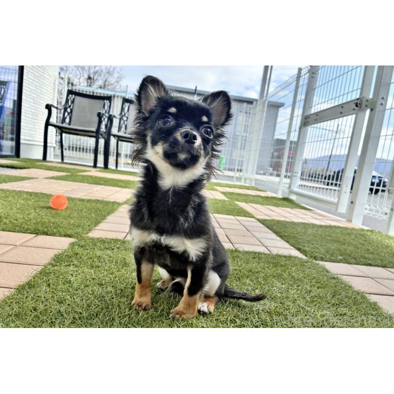 販売中の京都府のチワワ(ロングコート)-416532の5枚目