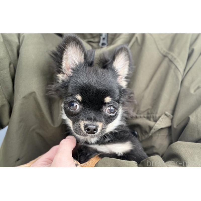 販売中の京都府のチワワ(ロングコート)-416532の4枚目