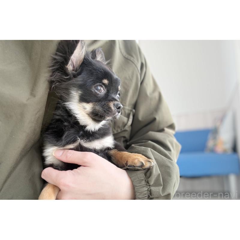 販売中の京都府のチワワ(ロングコート)-416532の3枚目