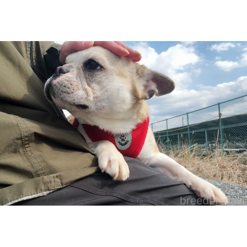 販売中の京都府のフレンチブルドッグ-405023の8枚目