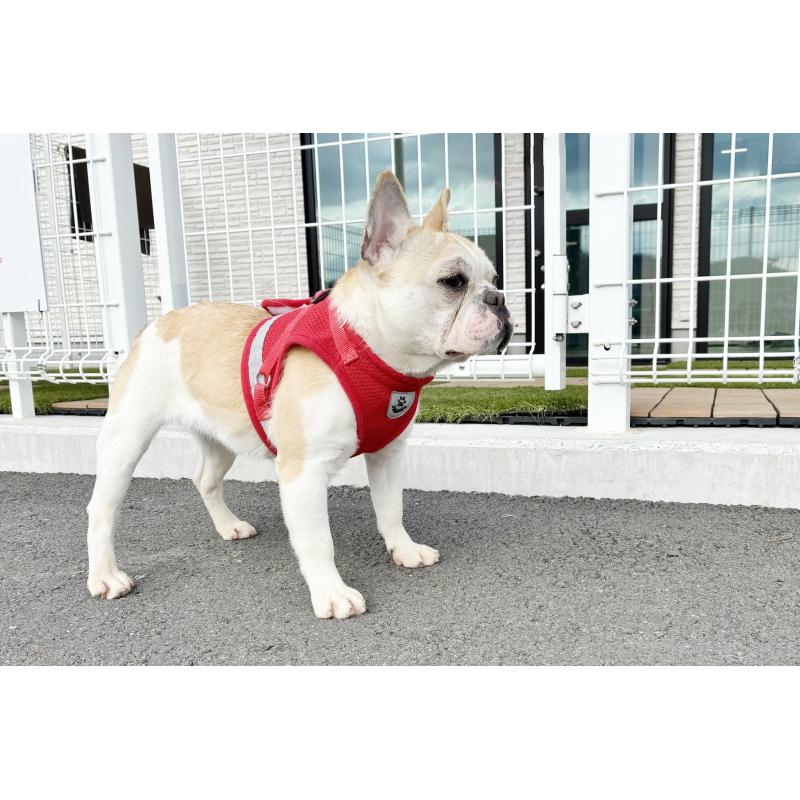 販売中の京都府のフレンチブルドッグ-405023の6枚目