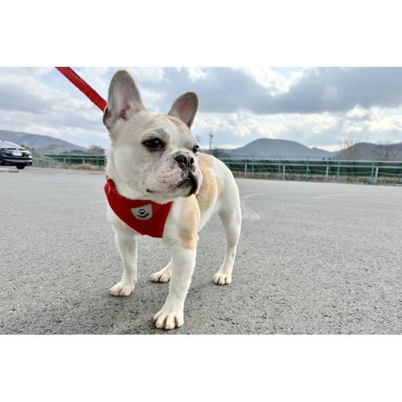 販売中の京都府のフレンチブルドッグ-405023の5枚目