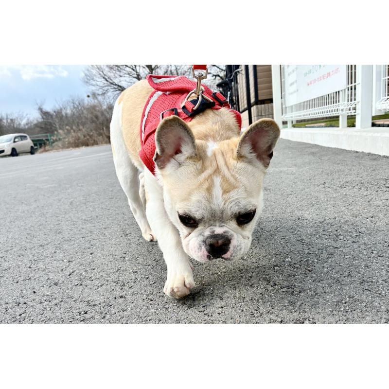 販売中の京都府のフレンチブルドッグ-405023の4枚目