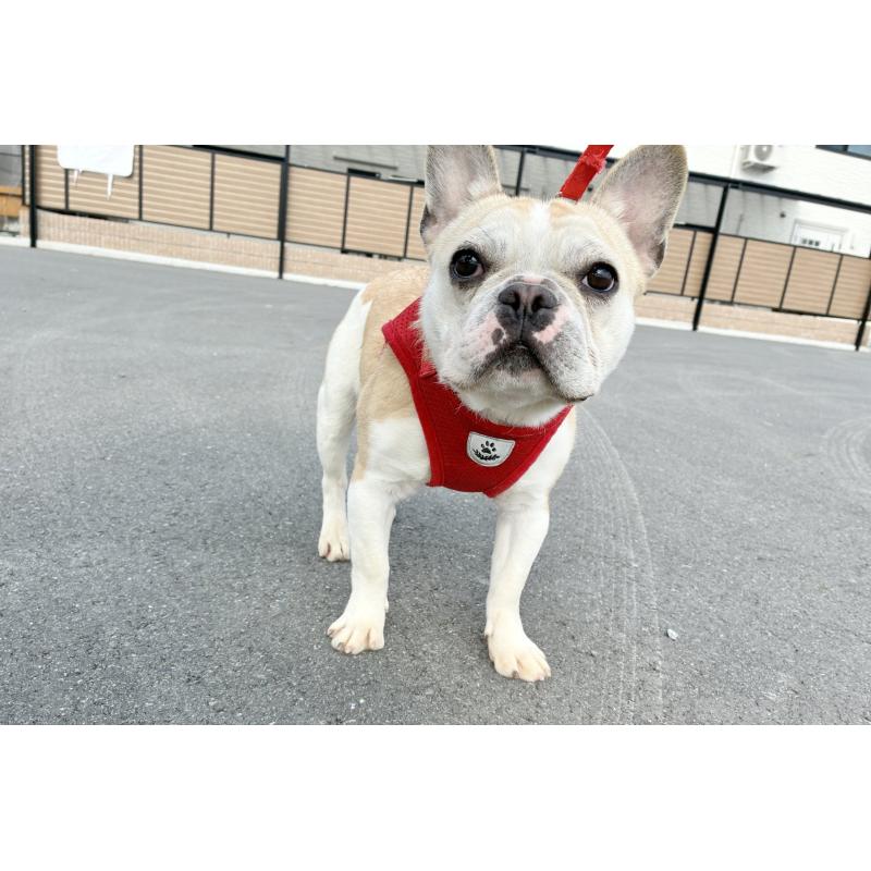 販売中の京都府のフレンチブルドッグ-405023の3枚目