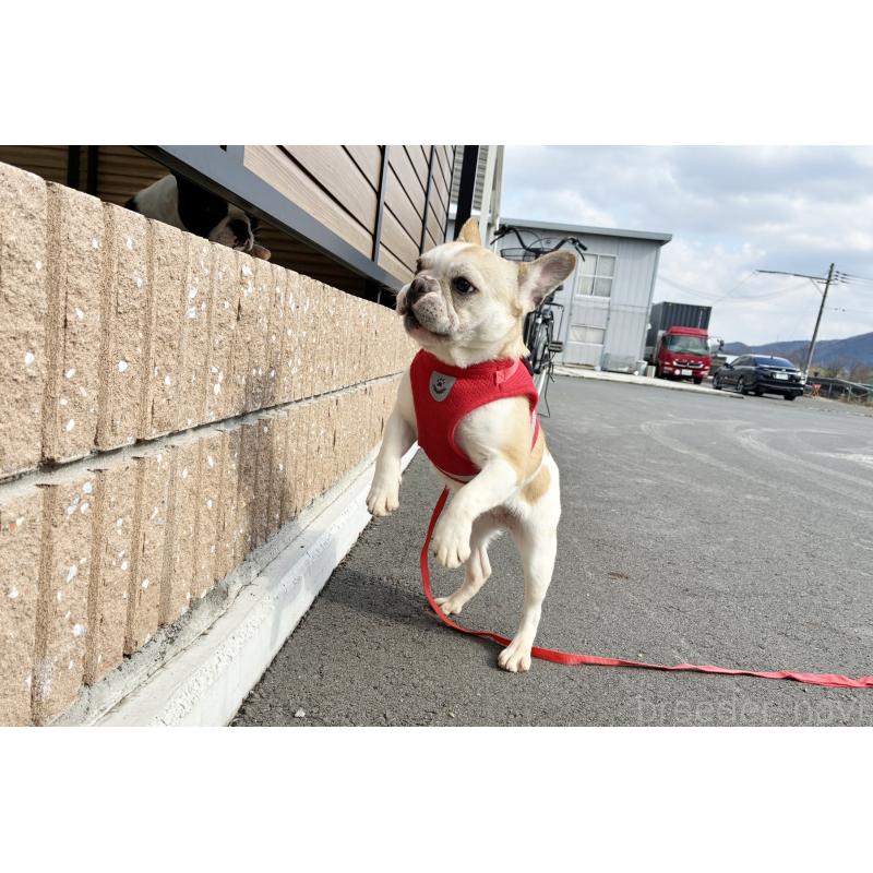 販売中の京都府のフレンチブルドッグ-405023の2枚目