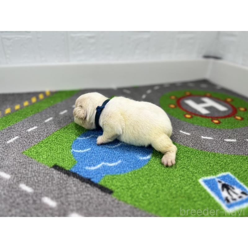 販売中の愛知県のフレンチブルドッグ-443993の6枚目