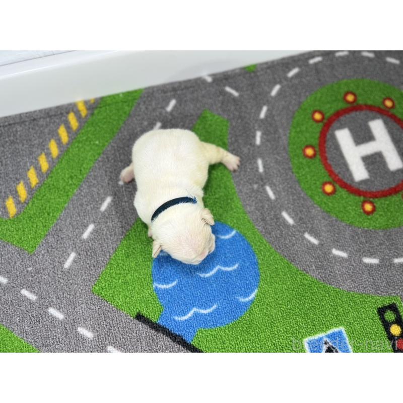 販売中の愛知県のフレンチブルドッグ-443993の5枚目