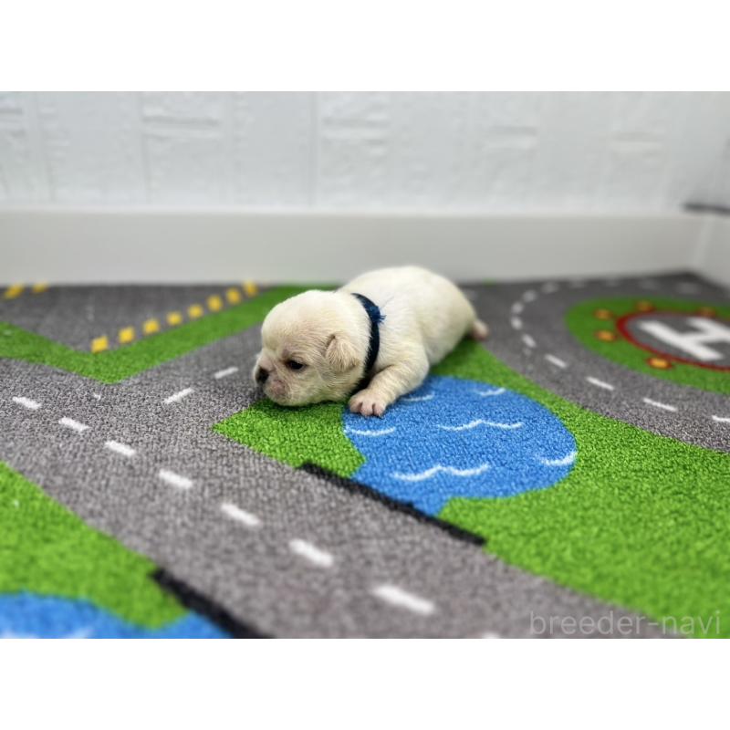 販売中の愛知県のフレンチブルドッグ-443993の4枚目