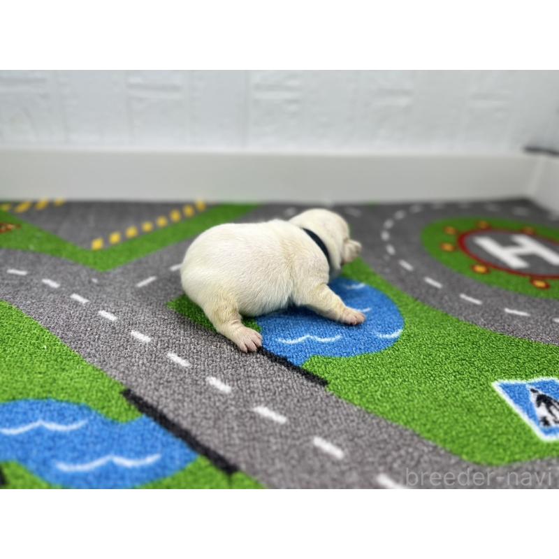 販売中の愛知県のフレンチブルドッグ-443993の3枚目