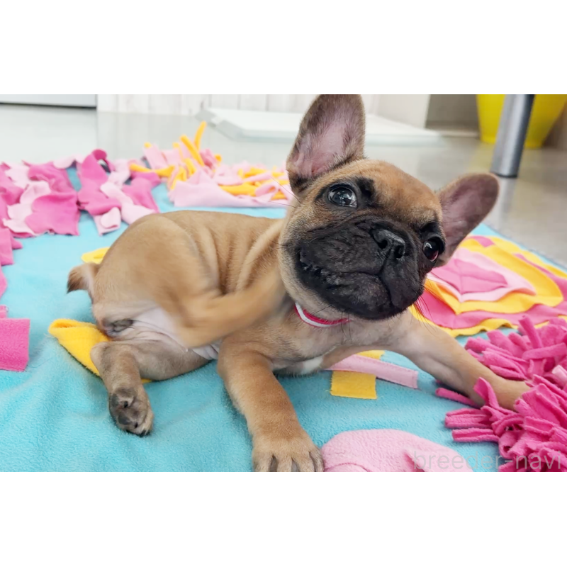 販売中の京都府のフレンチブルドッグ-435378の7枚目