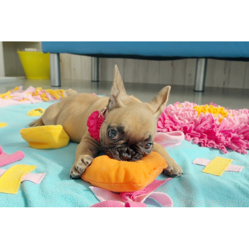 販売中の京都府のフレンチブルドッグ-435378の6枚目