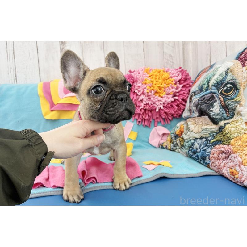 販売中の京都府のフレンチブルドッグ-435378の4枚目