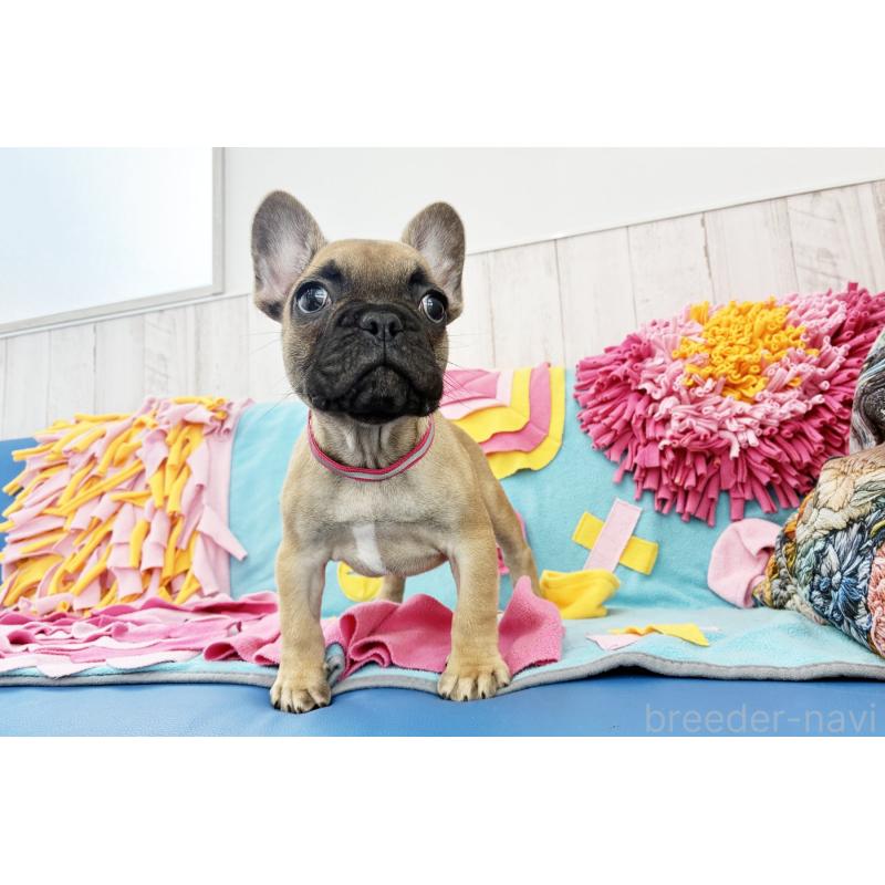 販売中の京都府のフレンチブルドッグ-435378の3枚目