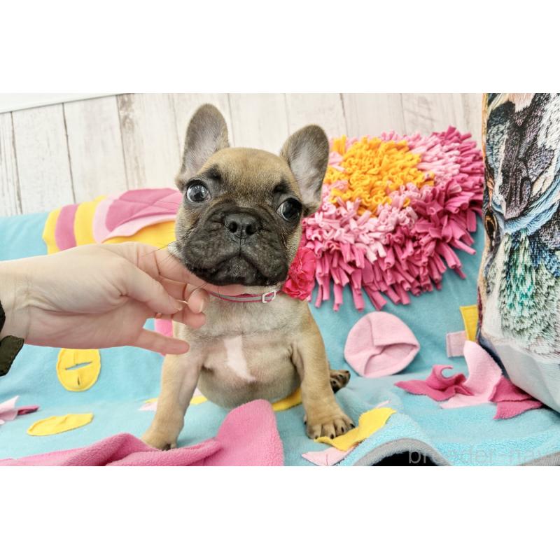 販売中の京都府のフレンチブルドッグ-435378の2枚目