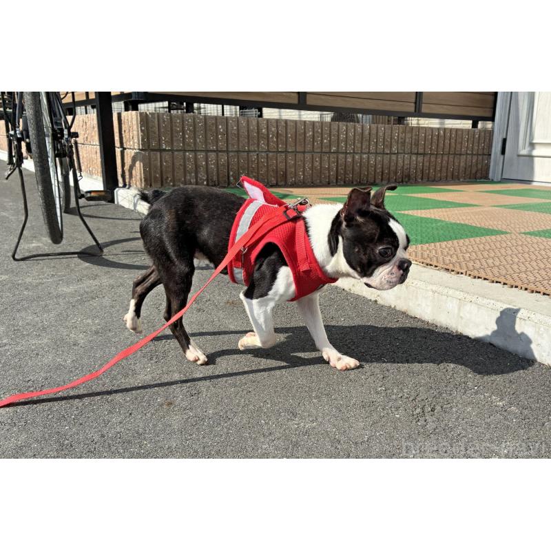 販売中の京都府のボストンテリア-403329の7枚目